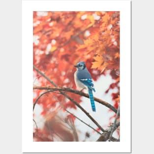 Autumnal Maple with Blue Jay Posters and Art